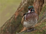 Brautente-carolina_duck-Maennchen_im_Prachtkleid.jpg