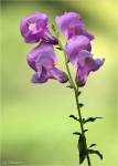 Breitblaettrige_Platterbse-Lathyrus_latifolius.jpg