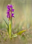 Breitblaettriges_Knabenkraut-Dactylorhiza_majalis-02_05_2015.jpg