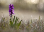 Breitblaettriges_Knabenkraut-Dactylorhiza_majalis-30_04_2016.jpg