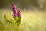 Breitblaettriges_Knabenkraut-Dactylorhiza_majalis.jpg