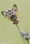 Breitflueglige_Raupenfliege-005.jpg