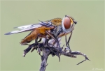 Breitflueglige_Raupenfliege.jpg