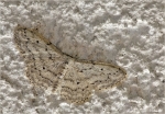 Breitgesaeumter_Zwergspanner-Idaea_biselata.jpg