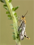 Brennnesselzuensler-Anania_hortulata-24_06_2017.jpg