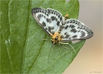 Brennnesselzuensler-Anania_hortulata2C_Syn__Eurrhypara_hortulata.jpg