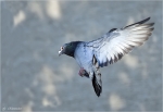 Brieftaube-carrier_pigeon.jpg