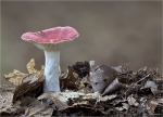 Buchen-Spei-Taeubling-Russula_nobilis.jpg