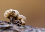 Buchen_Huetchentraeger-Phleogena_faginea-2014.jpg