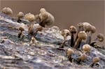 Buchen_Huetchentraeger-Phleogena_faginea-Dezember_2014.jpg