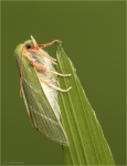 Buchen_Kahneule-Pseudoips_prasinana-30_Juli_2017.jpg