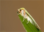 Buchen_Kahneule-Pseudoips_prasinana.jpg