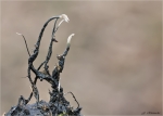 Buchenfruchtschalen-Holzkeule-Xylaria_carpophila-14_02_2016.jpg