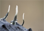 Buchenfruchtschalen-Holzkeule-Xylaria_carpophila.jpg