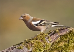 Buchfink-Fringilla_coelebs-maennlich-03_01_2015.jpg