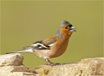 Buchfink-Fringilla_coelebs-maennlich-08_04_2016.jpg