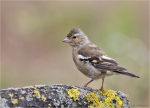 Buchfink-Fringilla_coelebs-weiblich-2015.jpg