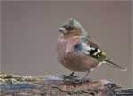 Buchfink-Fringilla_coelebs.jpg