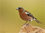 Buchfink-chaffinch-13_06_2016.jpg