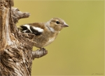 Buchfink-chaffinch-junges_Weibchen-23_07_2017.jpg
