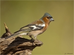 Buchfink-chaffinch-maennlich-05_07_2017.jpg