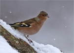 Buchfinkmaennchen_im_Schnee.jpg