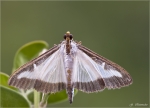 Buchsbaumzuensler-Cydalima_perspectalis.jpg