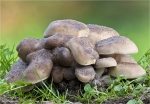 Buescheliger_Rasling-Lyophyllum_decastes.jpg