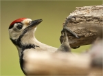 Buntspecht-07_06_2016-Jungvogel.jpg
