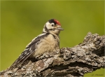 Buntspecht-09_06_2016-Jungvogel.jpg