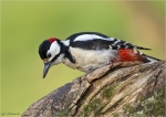 Buntspecht-10_April_2016-Maennchen.jpg