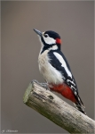 Buntspecht-13_02_2013-maennlich.jpg