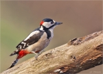 Buntspecht-27_12_2015-great_spotted_woodpecker-maennlich.jpg