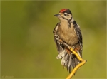 Buntspecht-Dendrocopos_major-Jungvogel-2017.jpg