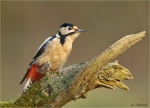 Buntspecht-Great_Spotted_Woodpecker-23_10_2017.jpg
