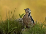 Buntspecht-Great_Spotted_Woodpecker-28_08_2017.jpg