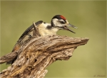 Buntspecht-Great_Spotted_Woodpecker-Jungvogel-22_06_2017.jpg