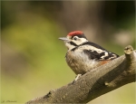 Buntspecht-Great_Spotted_Woodpecker-Jungvogel_2017.jpg