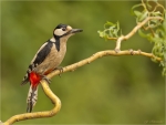 Buntspecht-Great_Spotted_Woodpecker-maennlich-20_05_2017.jpg