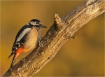 Buntspecht-Great_Spotted_Woodpecker-weiblich-08_11_2016.jpg