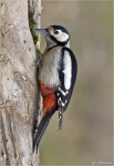 Buntspecht-Great_Spotted_Woodpecker.jpg