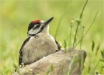 Buntspecht-Jungvogel-03_06_2017.jpg