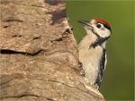 Buntspecht-Jungvogel-06_06_2016.jpg