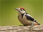 Buntspecht-Jungvogel-07_06_2016.jpg