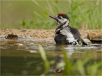 Buntspecht-Jungvogel-07_06_2020-im_Wasser.jpg