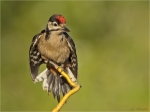 Buntspecht-Jungvogel-Great_Spotted_Woodpecker-Juni_2017.jpg