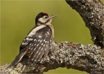 Buntspecht-Jungvogel_aus_2016-Great_Spotted_Woodpecker.jpg