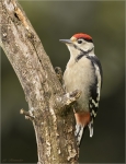 Buntspecht-Jungvogel_aus_2016.jpg