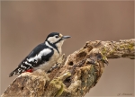 Buntspecht-Weibchen-09_02_2017.jpg