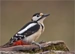 Buntspecht-great_spotted_woodpecker-maennlich-11_03_2016.jpg
